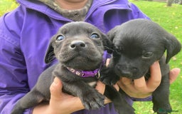 Labrador Retriever dogs for sale: Labrador Puppies from Working Parents - Image 14