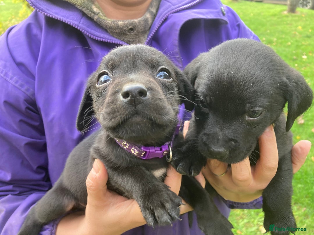 Labrador Retriever dogs for sale: Labrador Puppies from Working Parents - Image 14