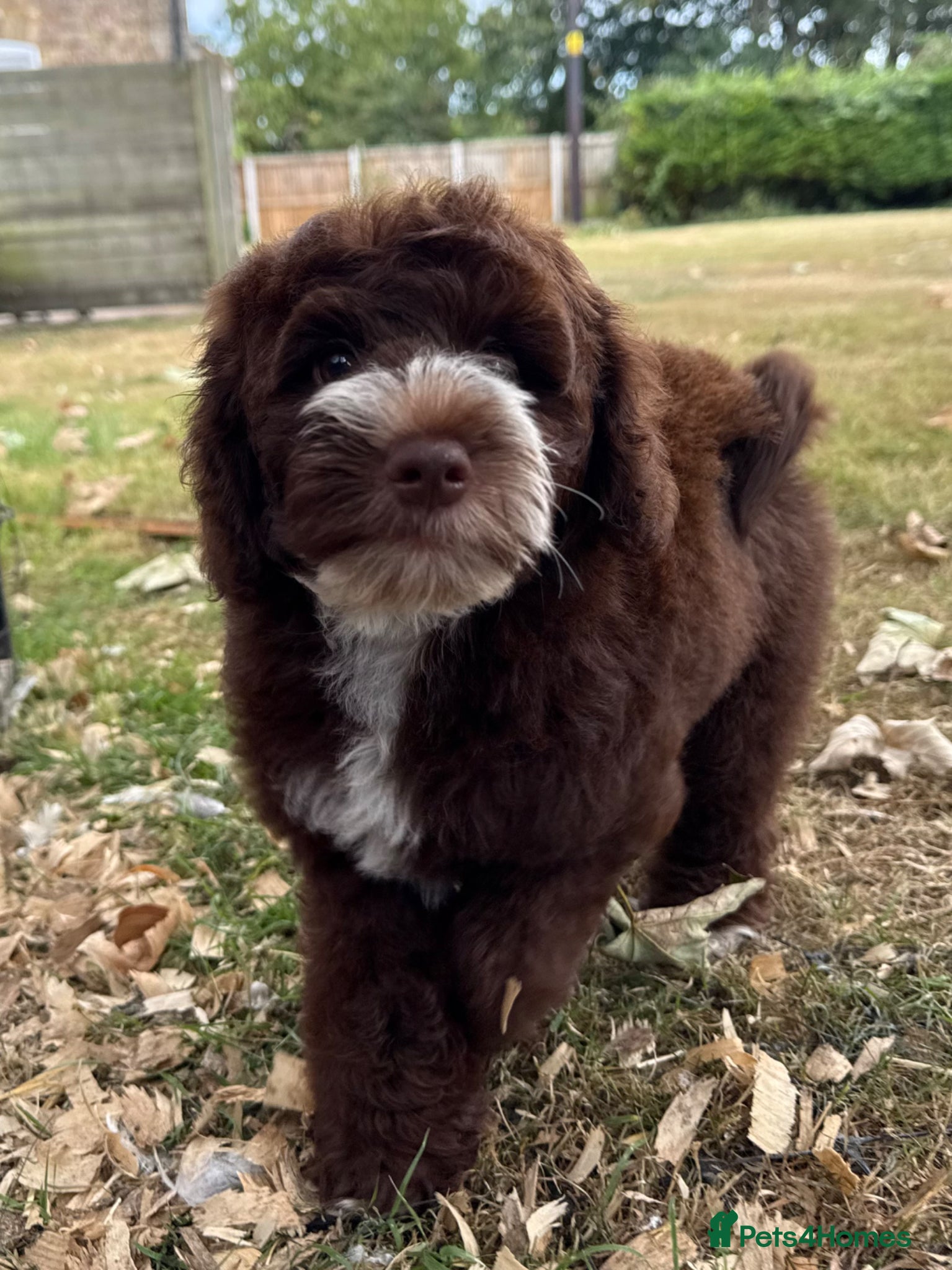 Mixed Breed dogs Miniature Mega Coat Schnockerpoo - Advert 11