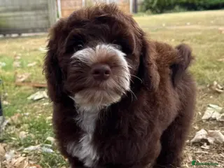 Mixed Breed dogs Miniature Mega Coat Schnockerpoo - Advert 13