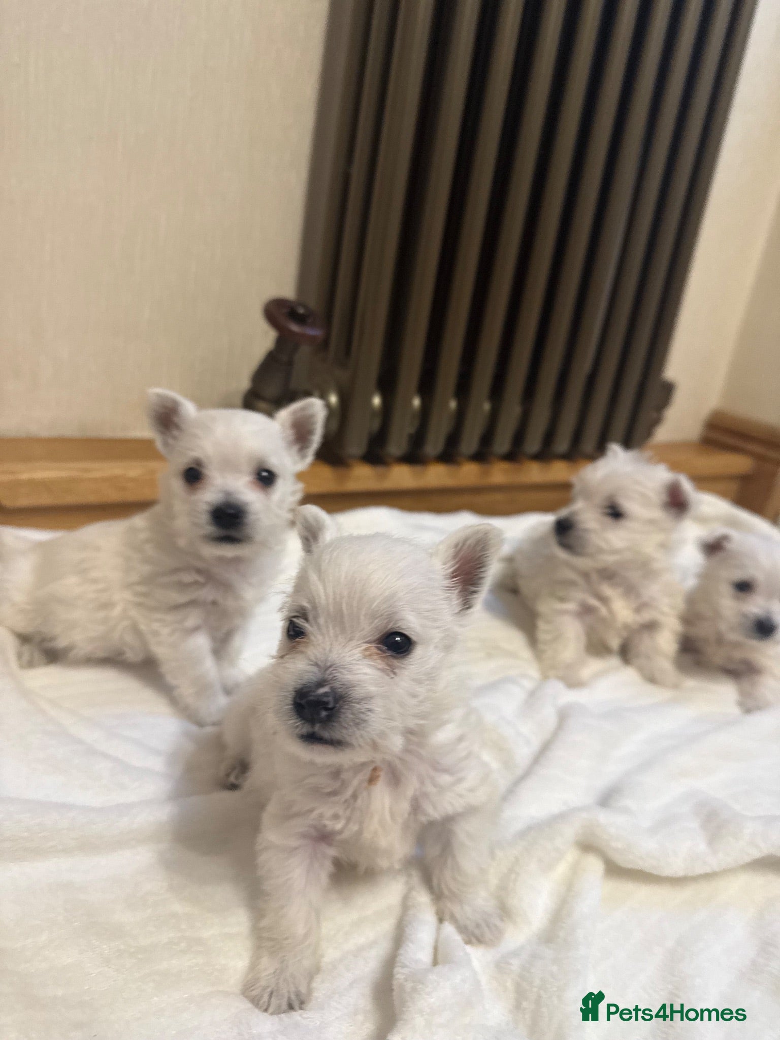 West Highland Terrier dogs KC Westies  - Advert 5