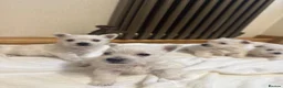 West Highland Terrier dogs for sale: KC Westies  - Advert 1