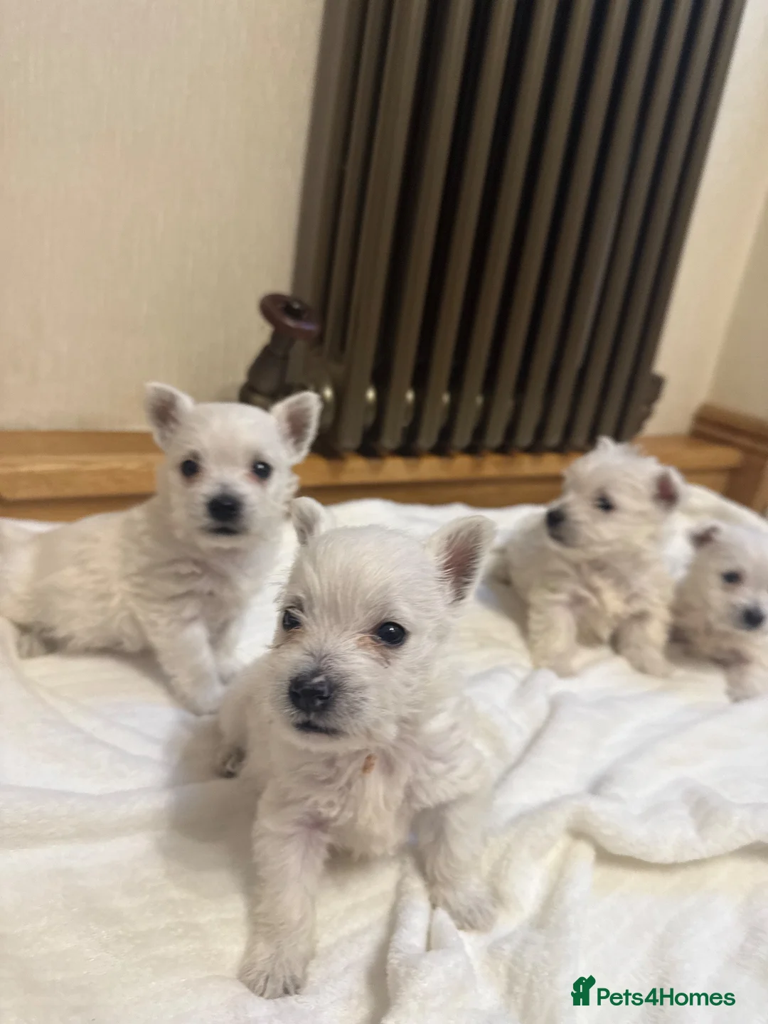 West Highland Terrier dogs for sale: KC Westies  - Advert 1