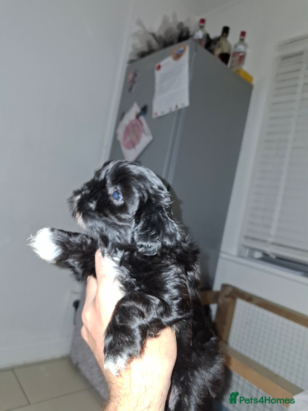 Shih Tzu dogs for sale: Shih tzu pups - Advert 1