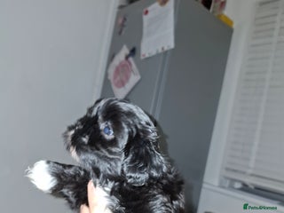 Shih Tzu dogs Shih tzu pups - Advert 1