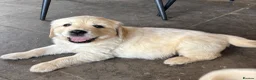 Golden Retriever dogs for sale: Kc golden retriever puppies,health tested parents  - Advert 1