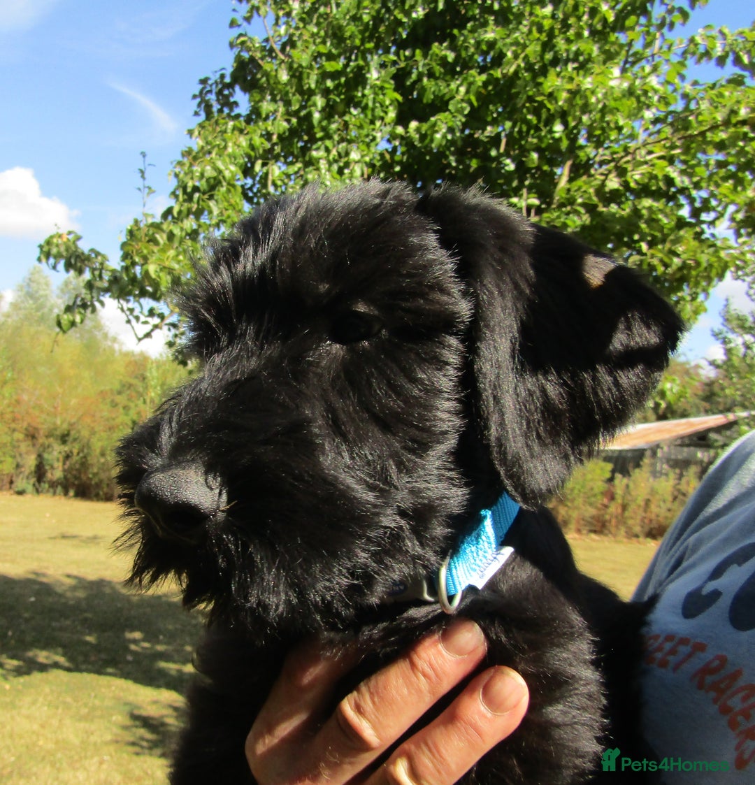 Giant Schnauzer dogs for sale: Top Quality Giant Schnauzer Pups. - Image 5