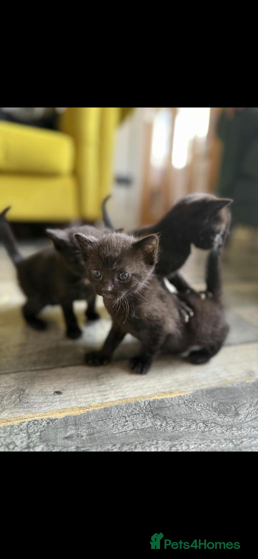 Mixed Breed cats for sale: 4 x Beaitiful Kittens READY NOW - Image 5