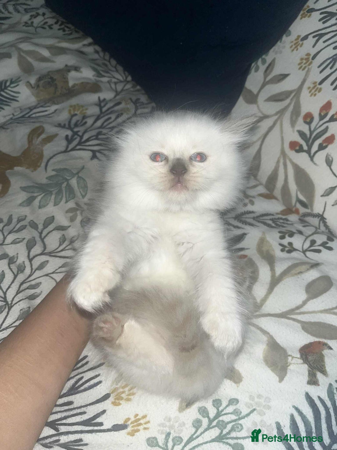 Ragdoll cats for sale: Pure ragdoll kitten LAST FEMALE AVAILABLE  - Advert 15