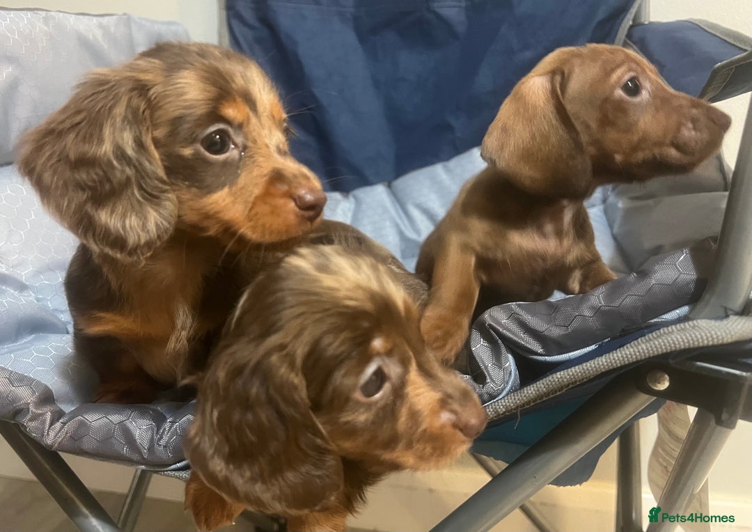Miniature Dachshund dogs for sale: Gorgeous Miniature Dachshunds - Image 25