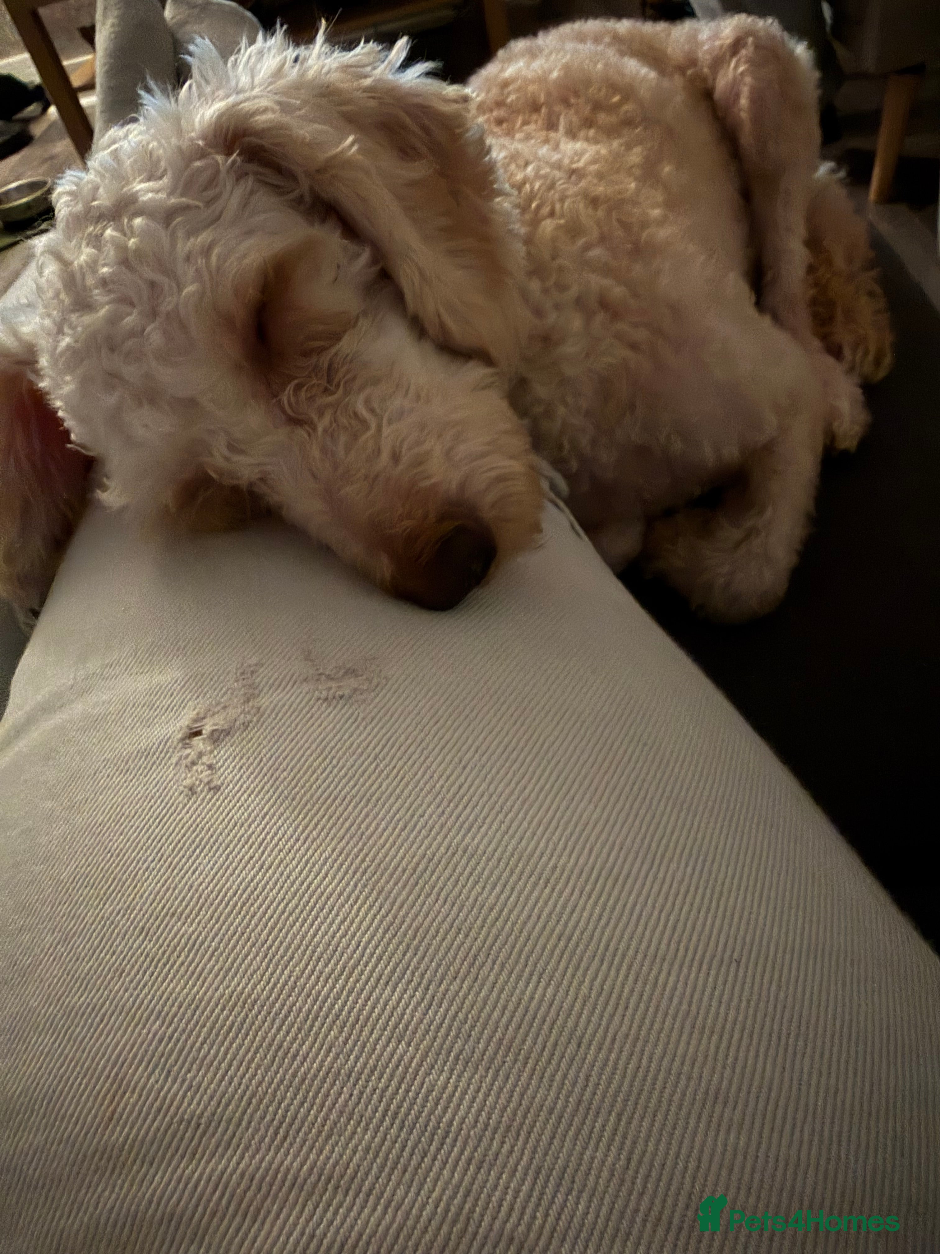 Labradoodle dogs Miniature labradoodle named cookie in Pontefract - Advert 1