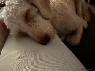 Labradoodle dogs Miniature labradoodle named cookie in Pontefract - Advert 1