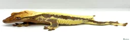 Gecko reptiles for sale: Male Lily white  - Advert 2