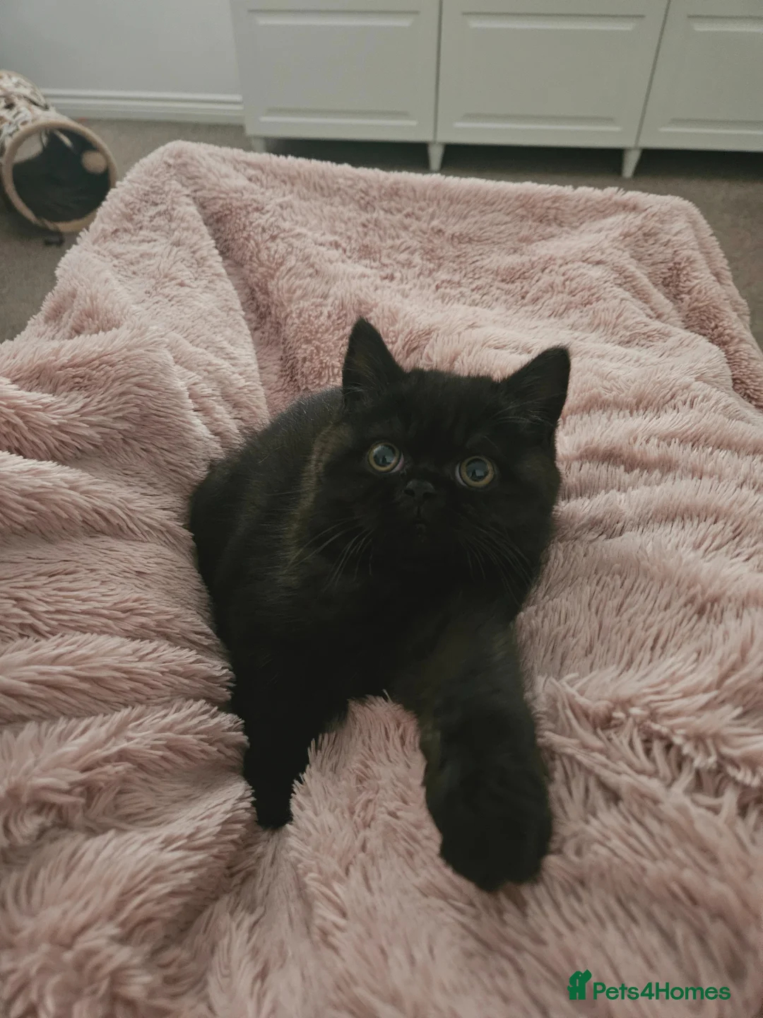 Persian cats for sale: Chunky Persian × British  - Advert 2
