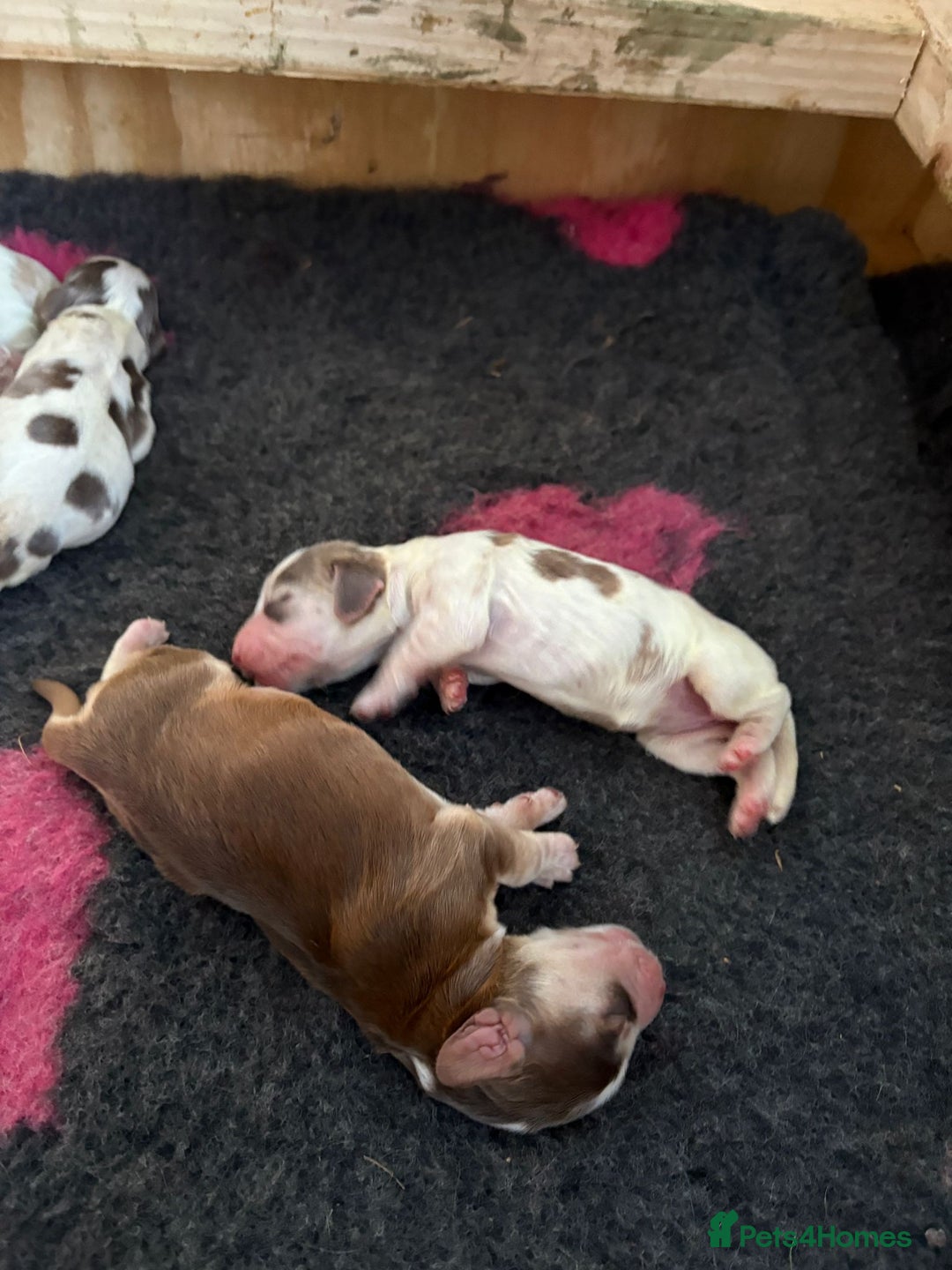 Cocker Spaniel dogs for sale: Cocker Spaniel Puppies - Image 6