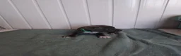 Staffordshire Bull Terrier dogs for sale: Staffordshire bull terrier puppies for sale  in Wednesbury - Advert 5