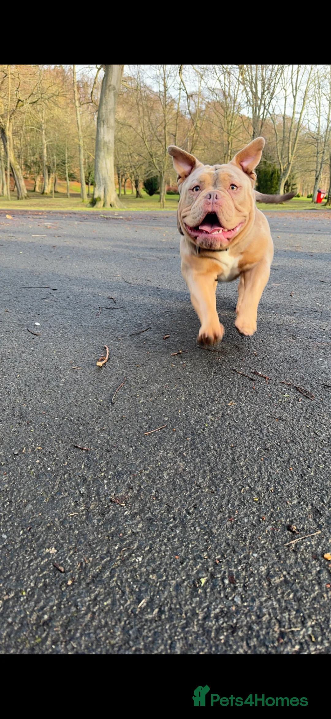 Mixed Breed dogs for sale: Male and female  - Advert 11