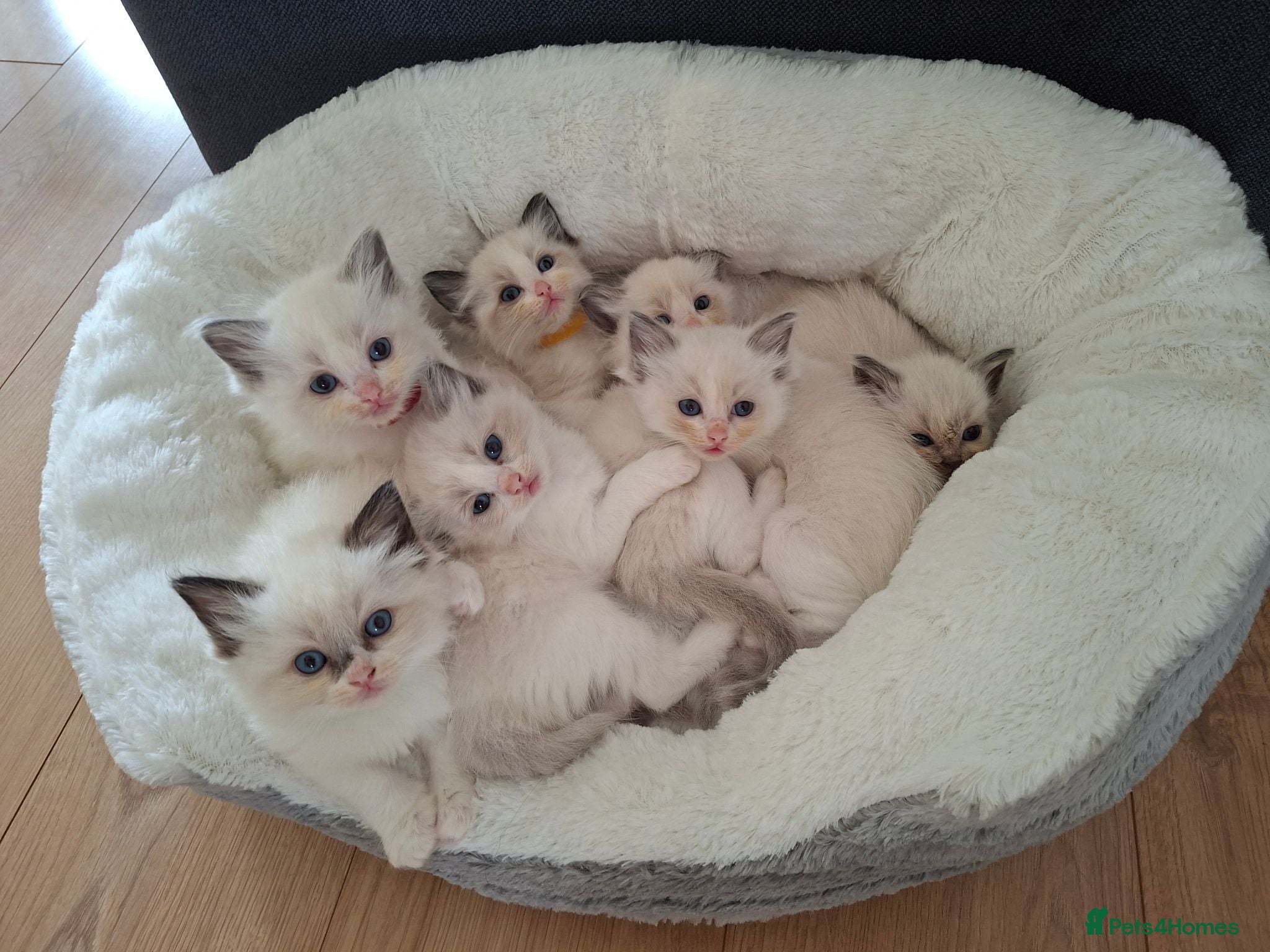 Ragdoll cats Ragdoll kittens  - Advert 13