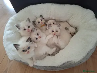 Ragdoll cats Ragdoll kittens - Advert 2