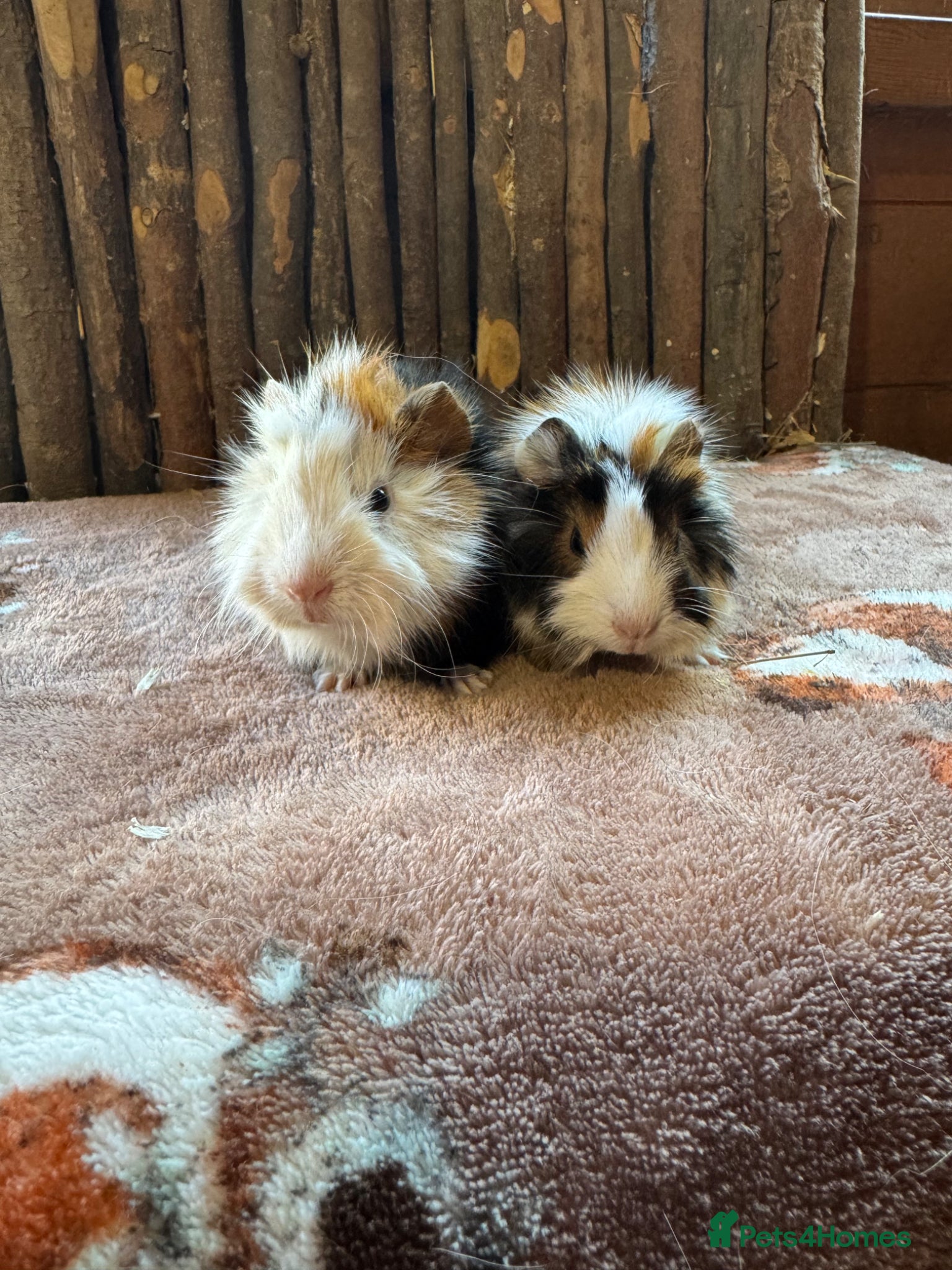 Guinea Pig rodents Female Baby Guinea Pigs  - Advert 2
