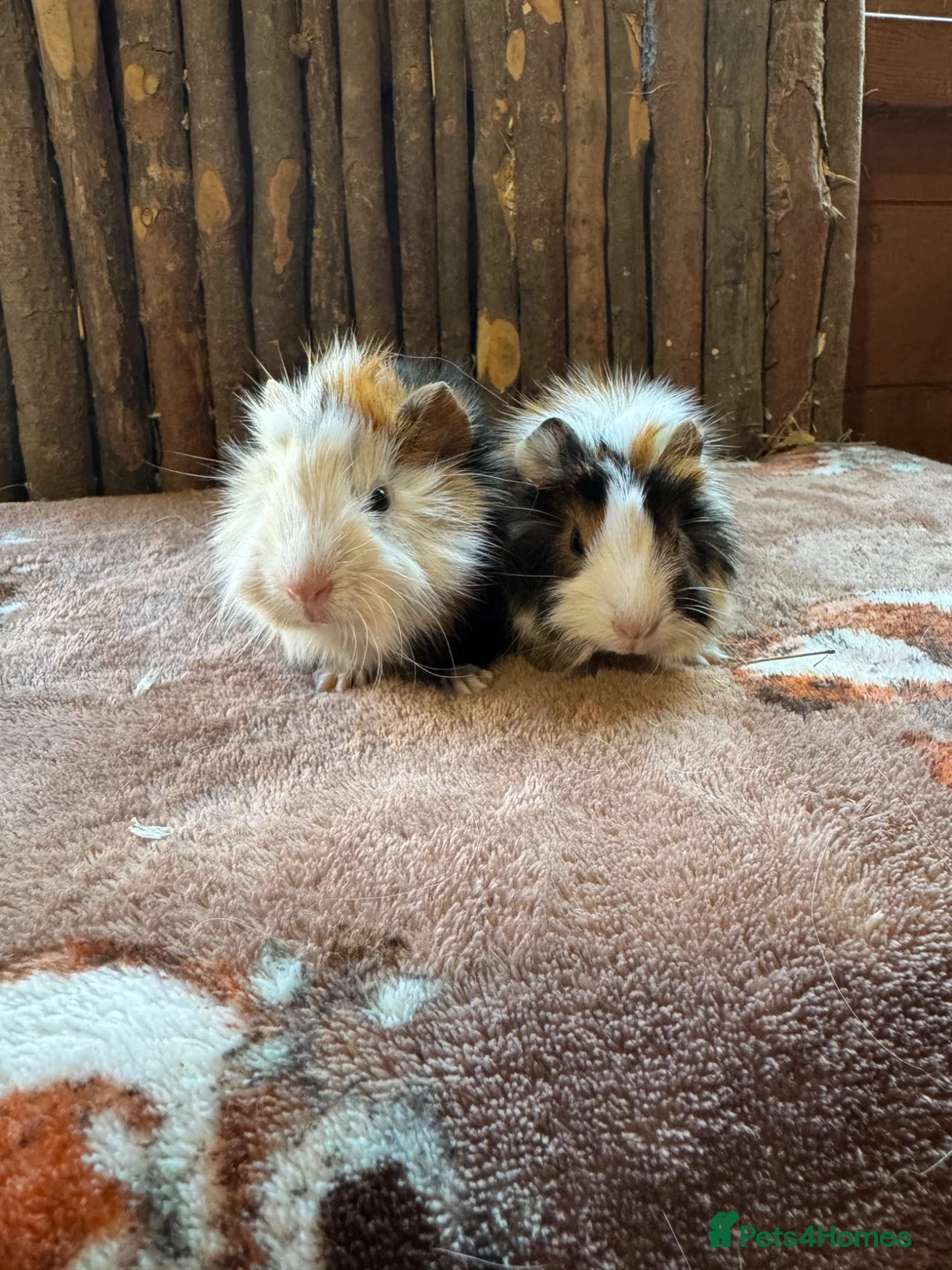 Guinea Pig rodents for sale: RESERVED Female Baby Guinea Pigs  - Advert 1