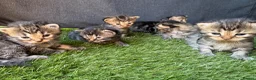 Mixed Breed cats for sale: 5 adorable kittens - Advert 7