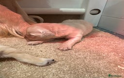 Golden Retriever dogs for sale: 5 outstanding KC golden retriever puppies  - Image 14