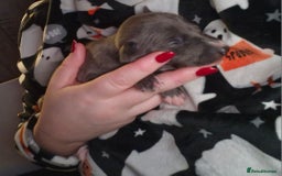 Mixed Breed dogs for sale: Whippet x Italian greyhounds for sale  - Image 16