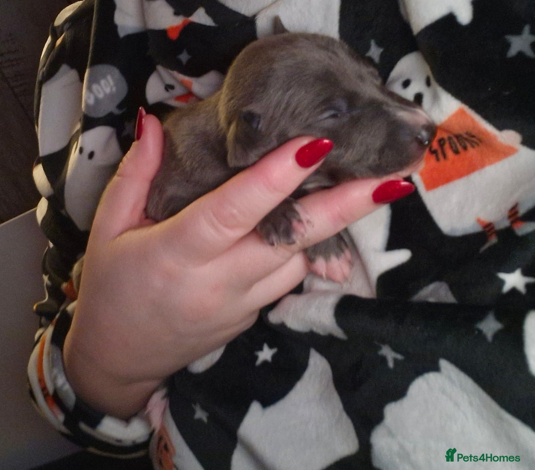 Mixed Breed dogs for sale: Whippet x Italian greyhounds for sale  - Image 16