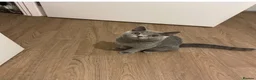 British Shorthair cats for sale: Pedigree British shorthair kittens  - Advert 6