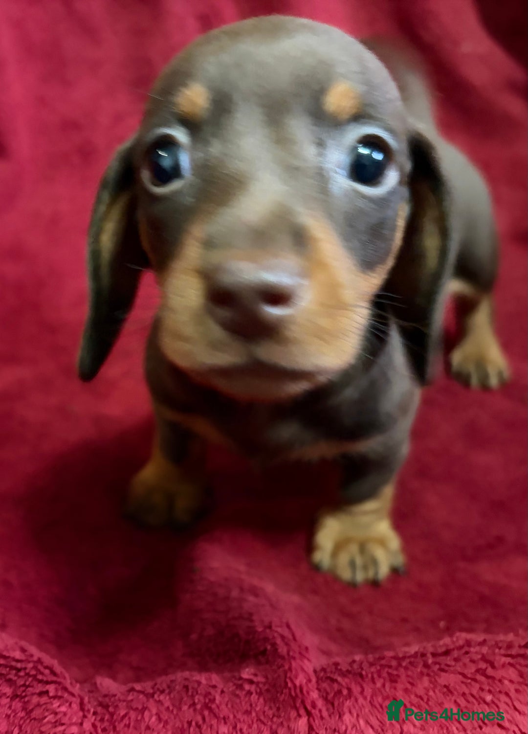 Miniature Dachshund dogs for sale: Stunning Miniature Dachshund Boys 💙 - Advert 19