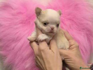 Chihuahua dogs Gorgeous , tiny Longcoat Boy Kc 🌟🌟🌟🌟🌟 - Advert 17