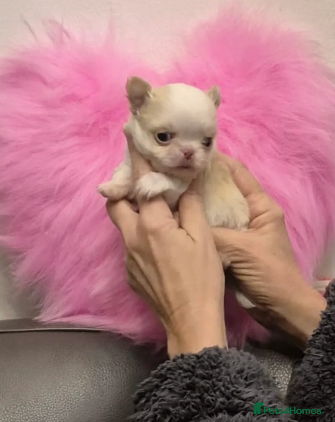 Chihuahua dogs for sale: Gorgeous  little  Longcoat Boy Kc 🌟🌟🌟🌟🌟 - Advert 25