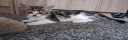 Mixed Breed cats for sale: Litter of 7 ready to leave - Advert 6