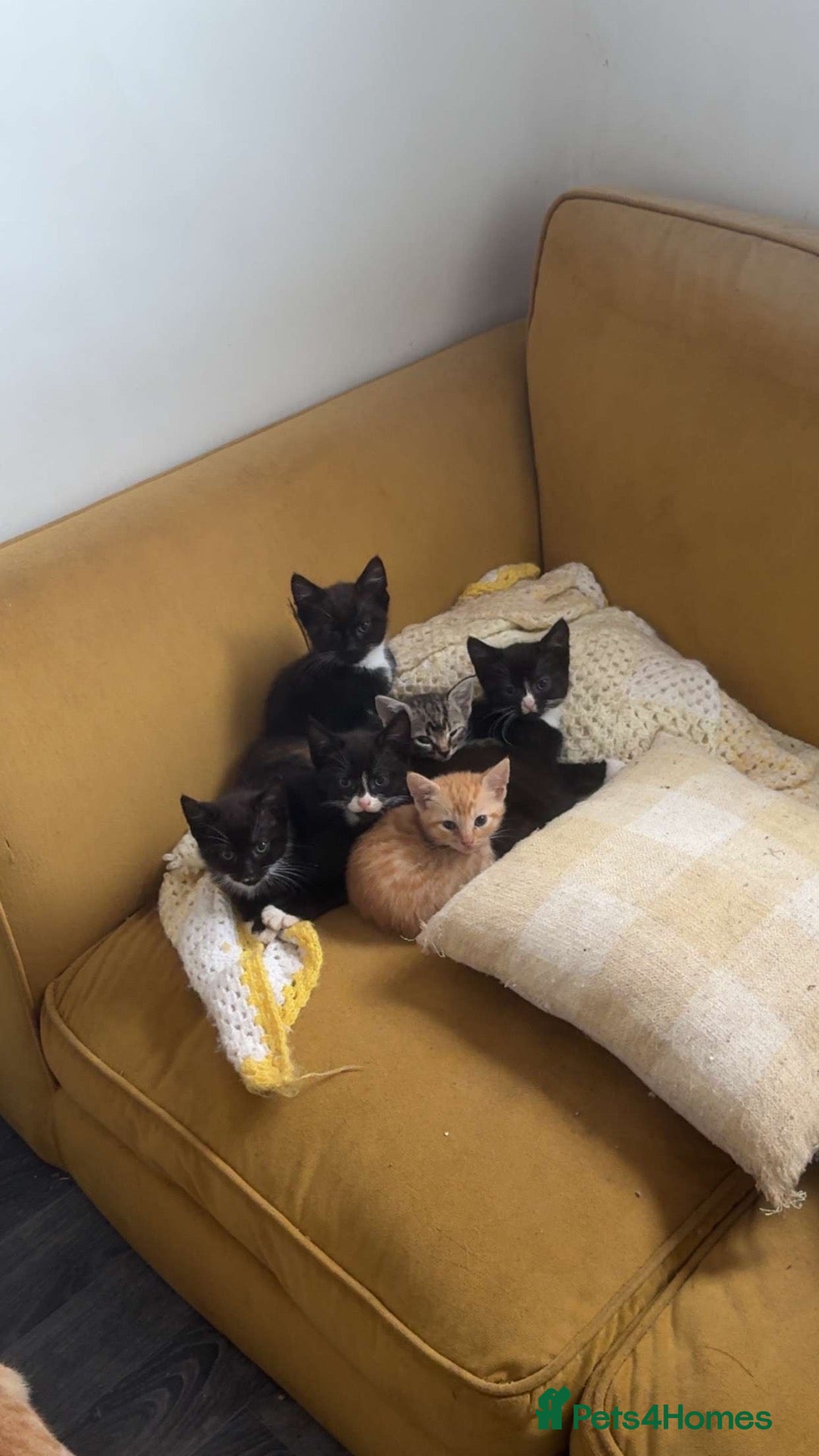 Mixed Breed cats Kittens ready to leave - Advert 2