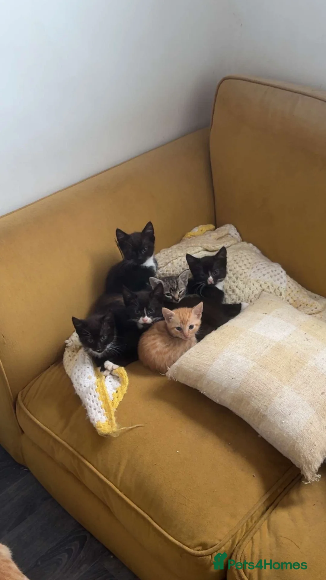 Mixed Breed cats for sale: Kittens ready to leave in Wigan - Advert 1