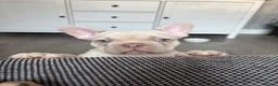 French Bulldog dogs for sale: Meet Bear 🐻 in Saint Helens - Advert 7