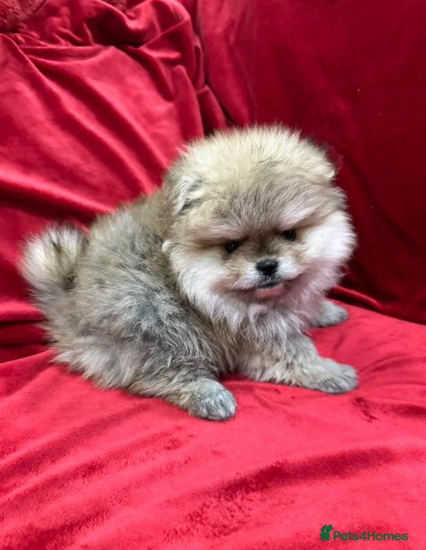 Pomeranian dogs 3 Pomeranian  Puppies – Ready for New Family. - Advert 2