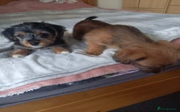 Mixed Breed dogs for sale: 💞 Beautiful Yorkie Russel Puppies 💞 - Image 12