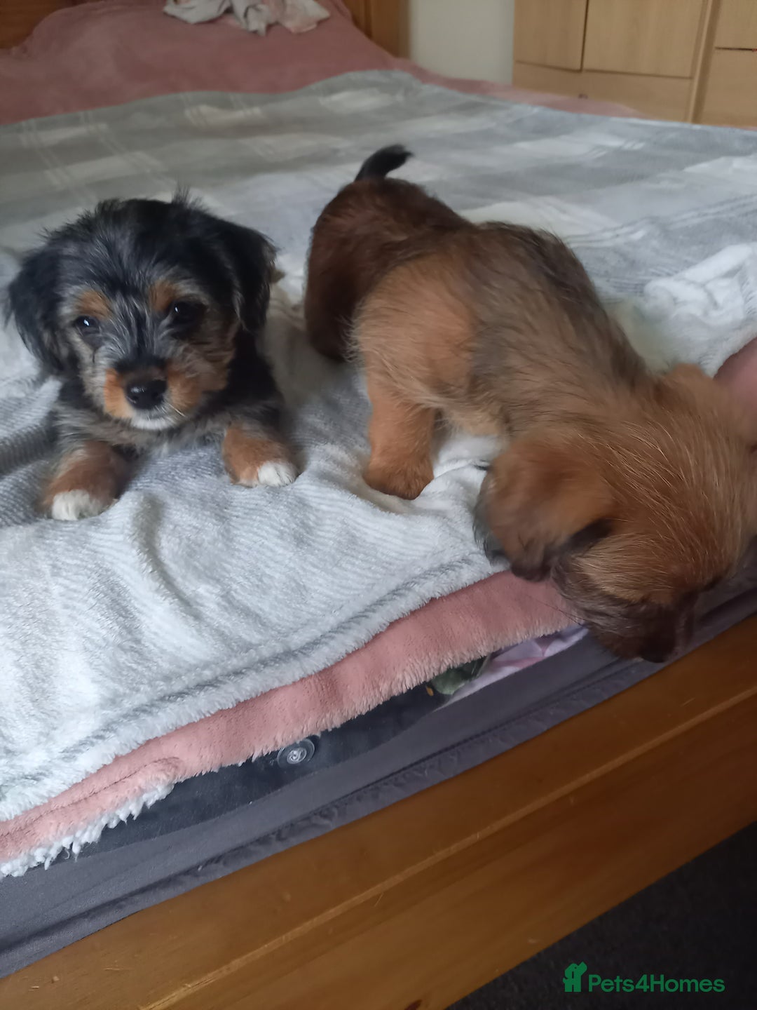 Mixed Breed dogs for sale: 💞 Beautiful Yorkie Russel Puppies 💞 - Image 12