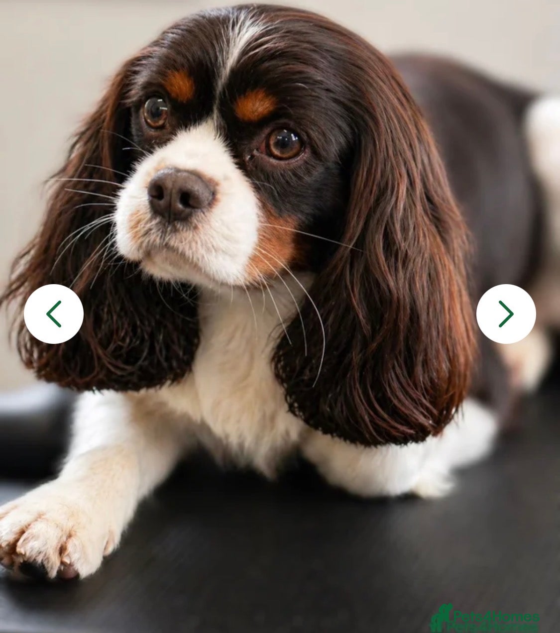Cavapoo dogs Chocolate F1 Cavapo’s  - Advert 2