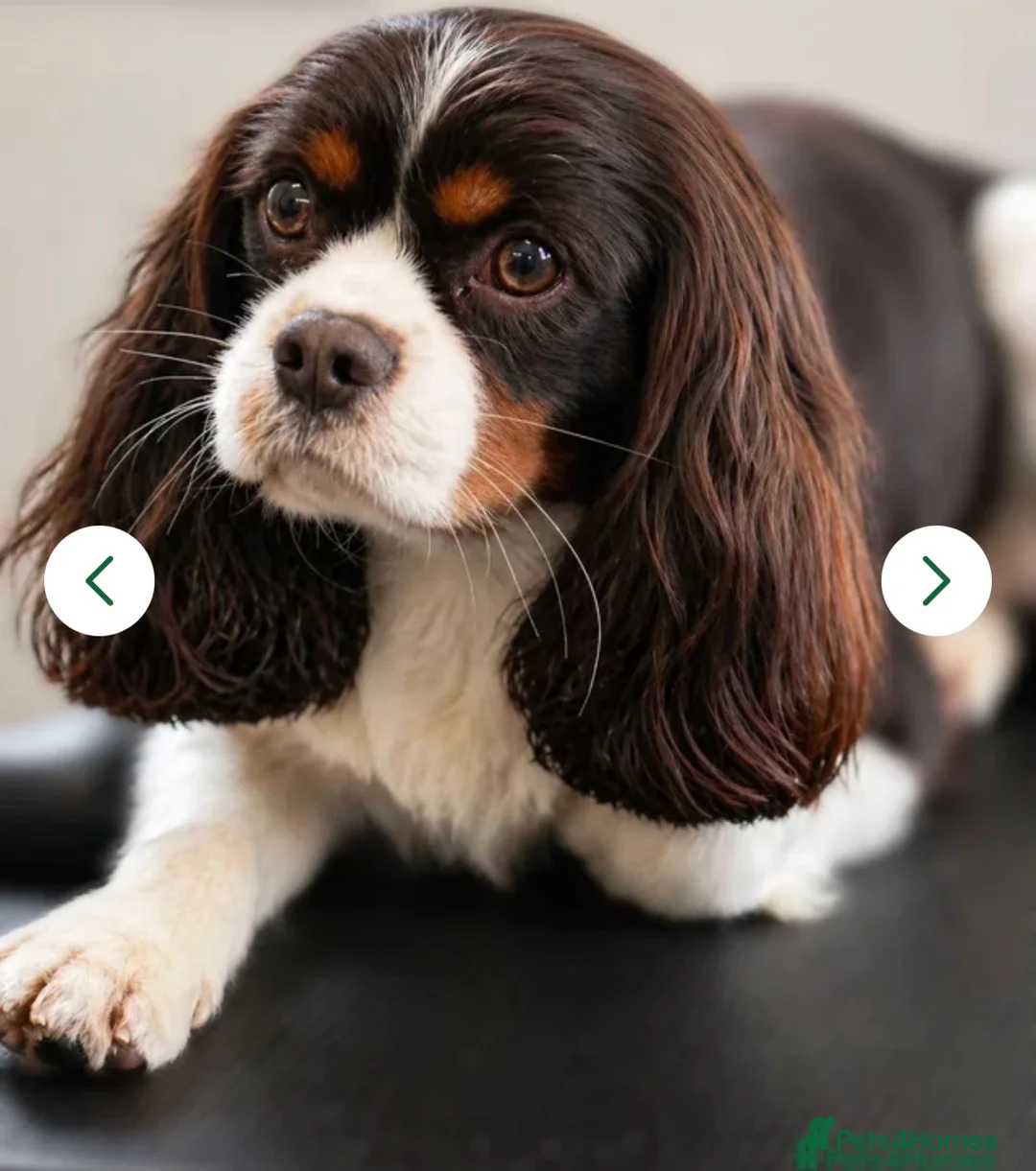 Cavapoo dogs for sale: Chocolate F1 Cavapo’s  - Advert 2