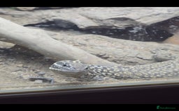 Monitor reptiles for sale: Ackie Monitor  - Image 2