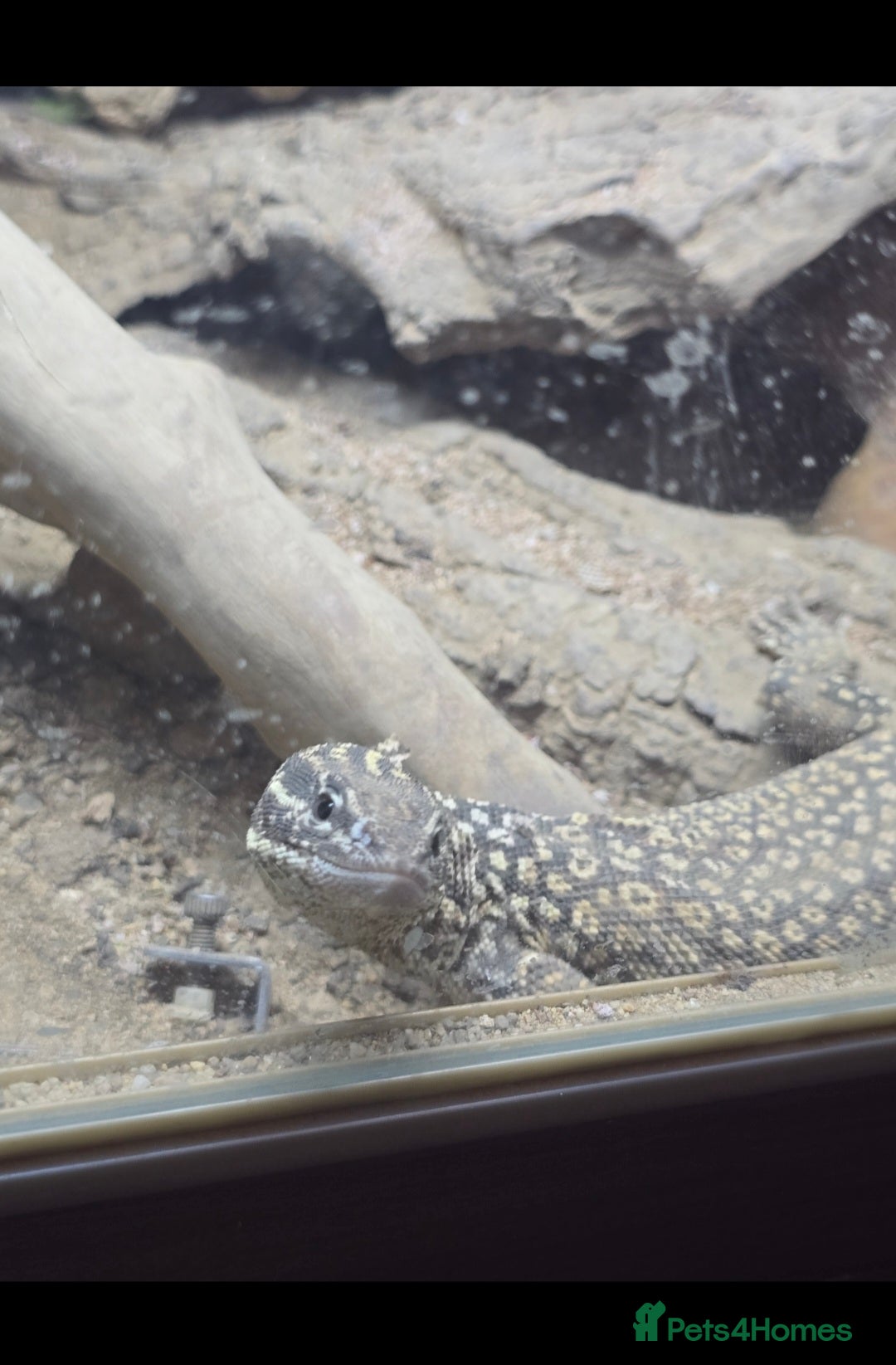 Monitor reptiles for sale: Ackie Monitor  - Image 2
