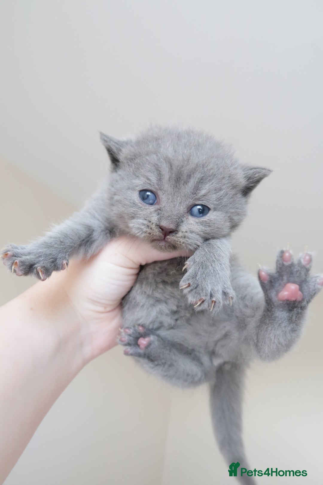 British Shorthair cats for sale: 2 left -GCCF Registered British Shorthair Kittens  - Advert 18