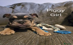 Mixed Breed dogs for sale: Tri English bulldog French mix (frenglish) - Image 16