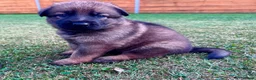 German Shepherd dogs for sale: KC Registered German Shepard Puppies 🐾🐾🐾 - Advert 19