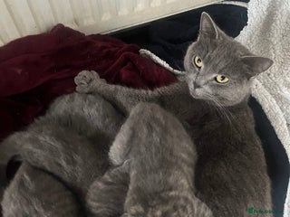 Mixed Breed cats - Advert 20