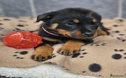 Rottweiler dogs for sale: Stunning Rottweiler puppys - Image 3