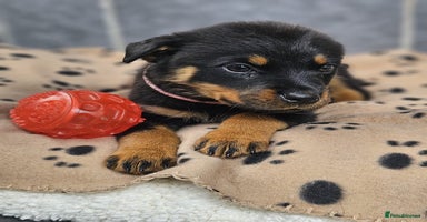 Rottweiler dogs - Advert 5